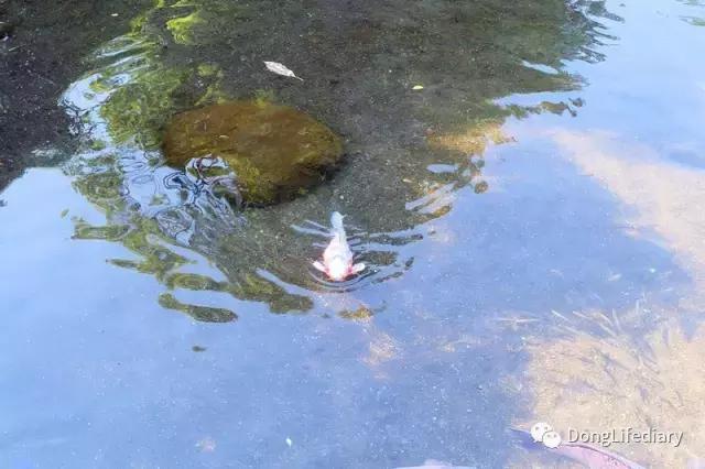 去日本北九州好吗,北九州看樱花