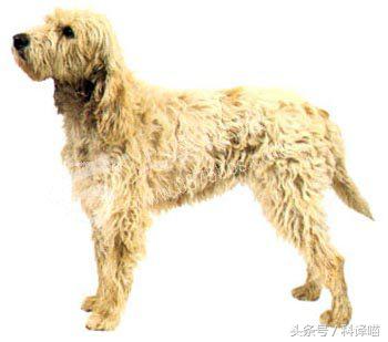 法国国王的狗狗，连狼都敢捕！可惜狼少了，狗也少了