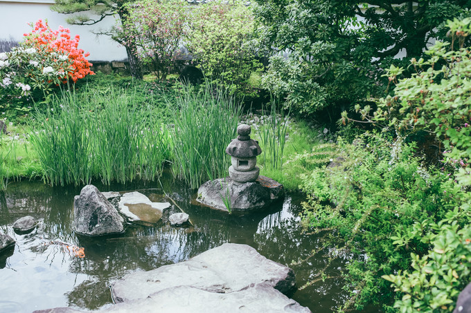 紫藤花开的季节去看锦鲤成了精，据说转发会有好运