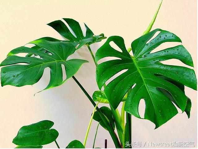 能够吸甲醛净化空气的绿植,吸甲醛的合适室内的绿植排名