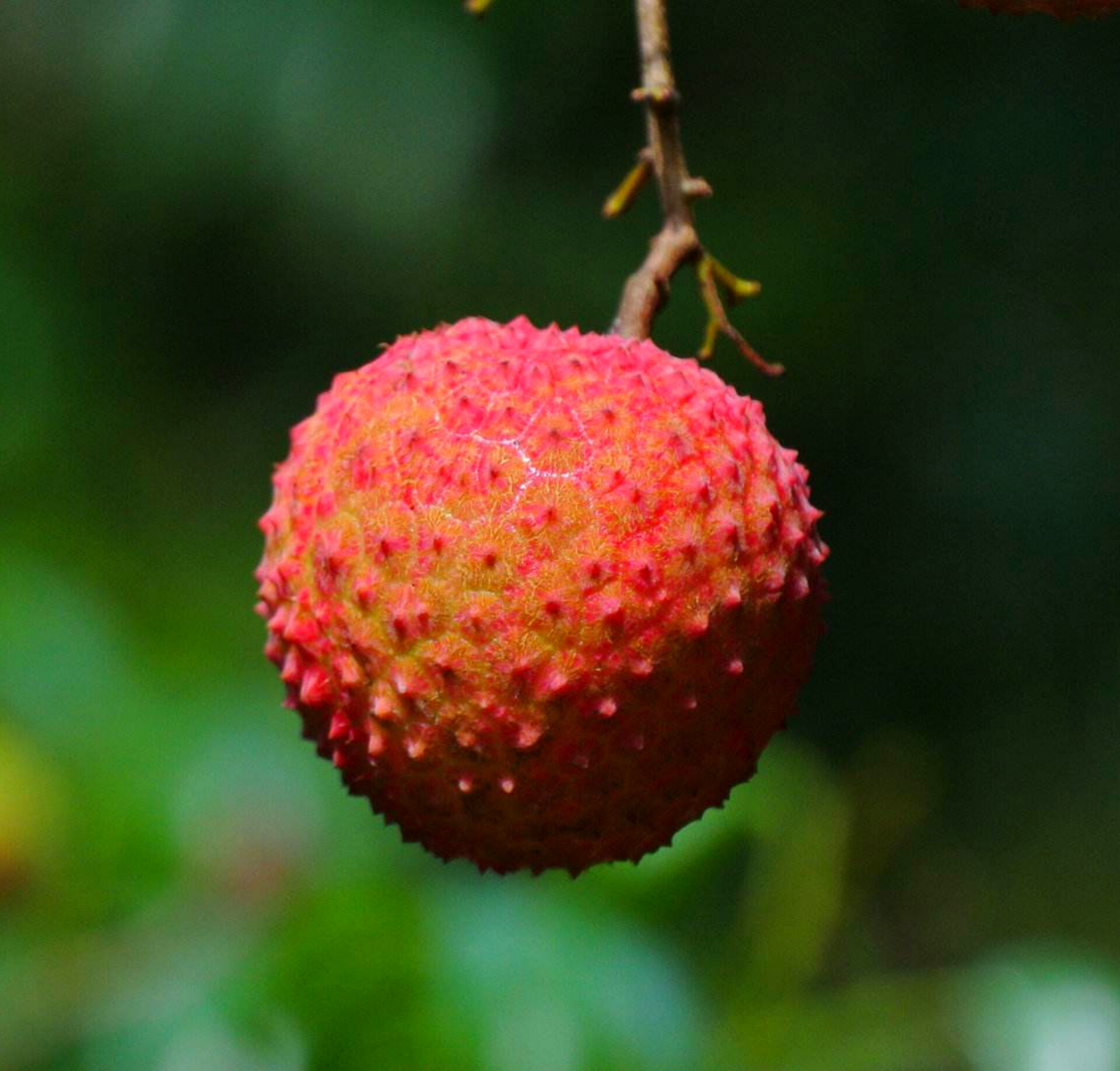 为博美人一笑不惜一切的诗句,只为博妃子一笑