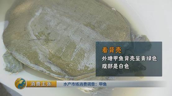 水产挑选窍门,怎么选品质高的甲鱼