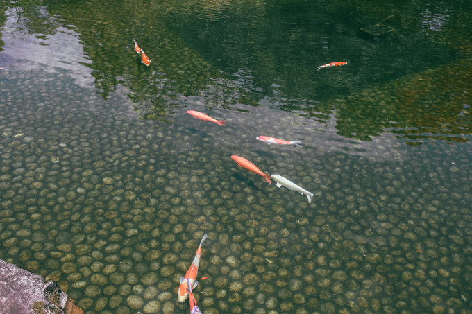 紫藤花开的季节去看锦鲤成了精，据说转发会有好运