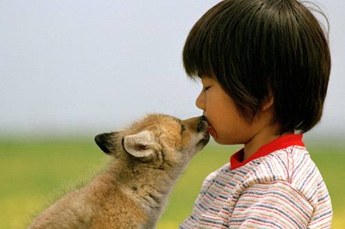 合适孩子看的八部动物电影,小朋友能够看的与动物有关的电影