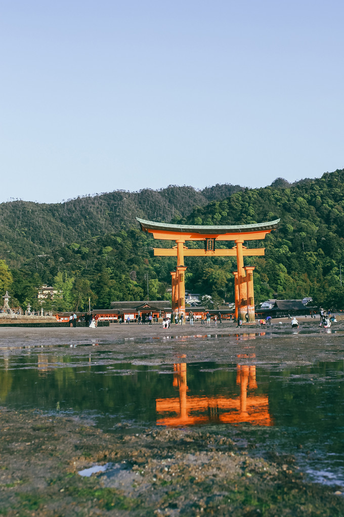 紫藤花开的季节去看锦鲤成了精，据说转发会有好运