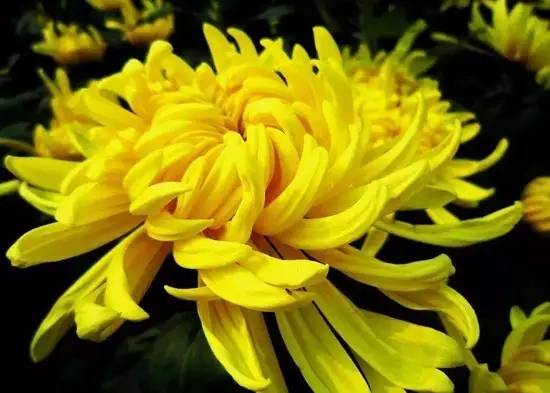 辟谣吸收甲醛最好的室内绿植,能吸附甲醛的绿色植物