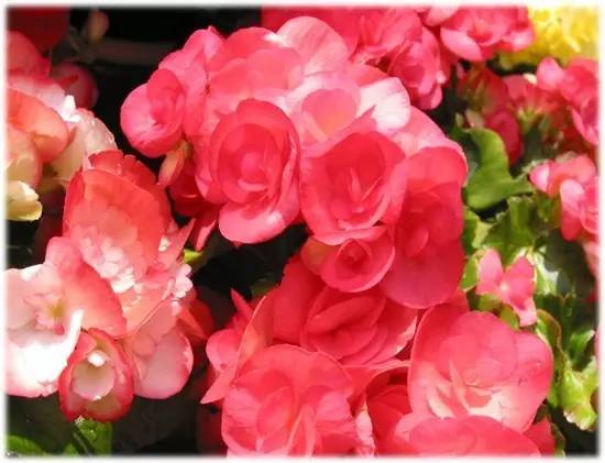 辟谣吸收甲醛最好的室内绿植,能吸附甲醛的绿色植物