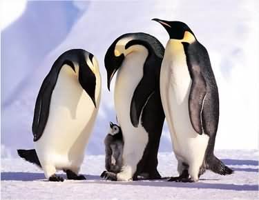 合适孩子看的八部动物电影,小朋友能够看的与动物有关的电影