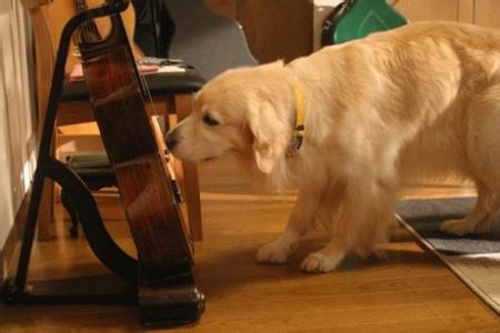 合适孩子看的八部动物电影,小朋友能够看的与动物有关的电影