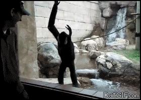 为什么猴子都爱打架呢,猴子真是又可爱又调皮