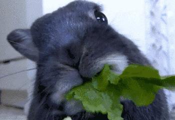 如何爱上吃素,怎样爱上蔬菜