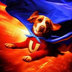 合适孩子看的八部动物电影,小朋友能够看的与动物有关的电影