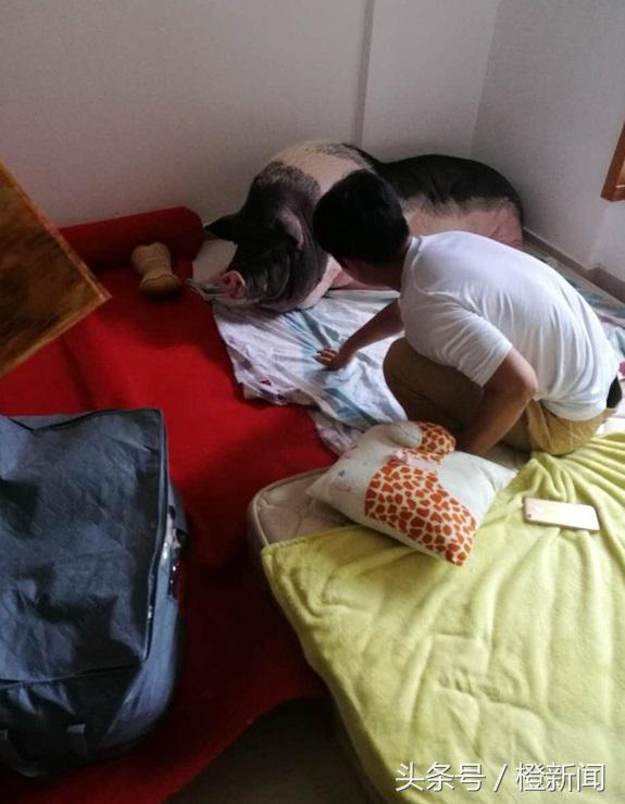 养茶杯猪养成大肥猪,茶杯猪能养多久
