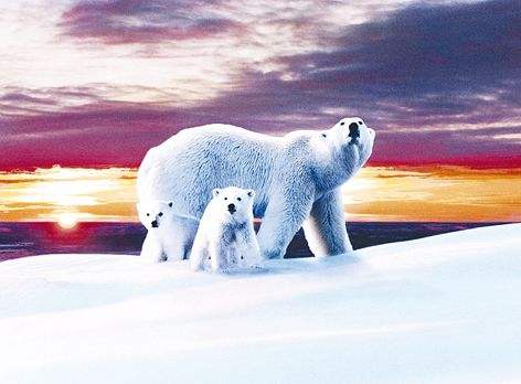 合适孩子看的八部动物电影,小朋友能够看的与动物有关的电影