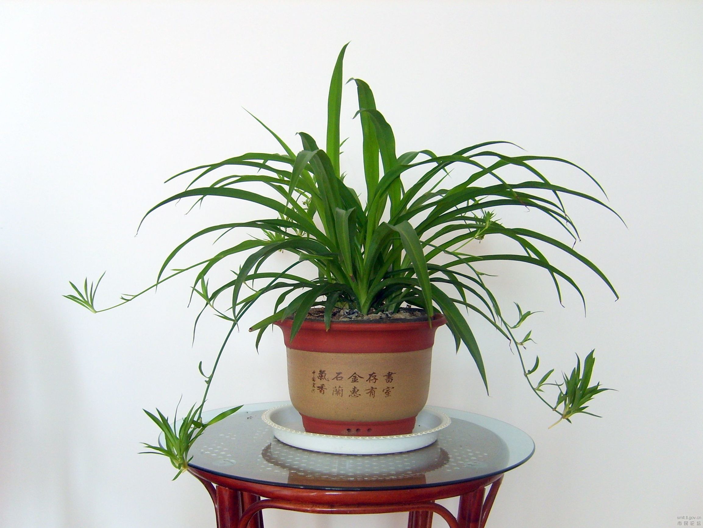 所有绿植都能够除甲醛吗为什么,绿植真的能除甲醛吗