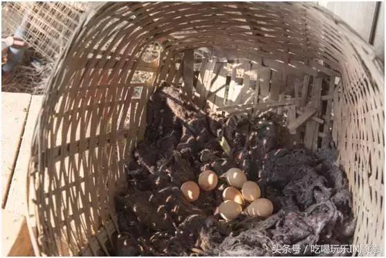 高配的自家农场农庄开始大放价，38蚊/打湛江生蚝！1蚊炸云吞