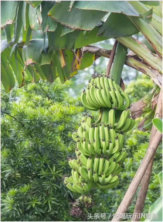 高配的自家农场农庄开始大放价，38蚊/打湛江生蚝！1蚊炸云吞