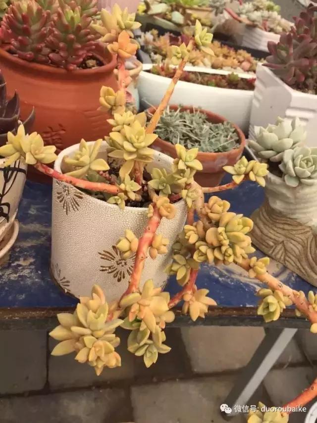 养了一年多的多肉没啥变化说说,养了几年的多肉快要全军覆没了