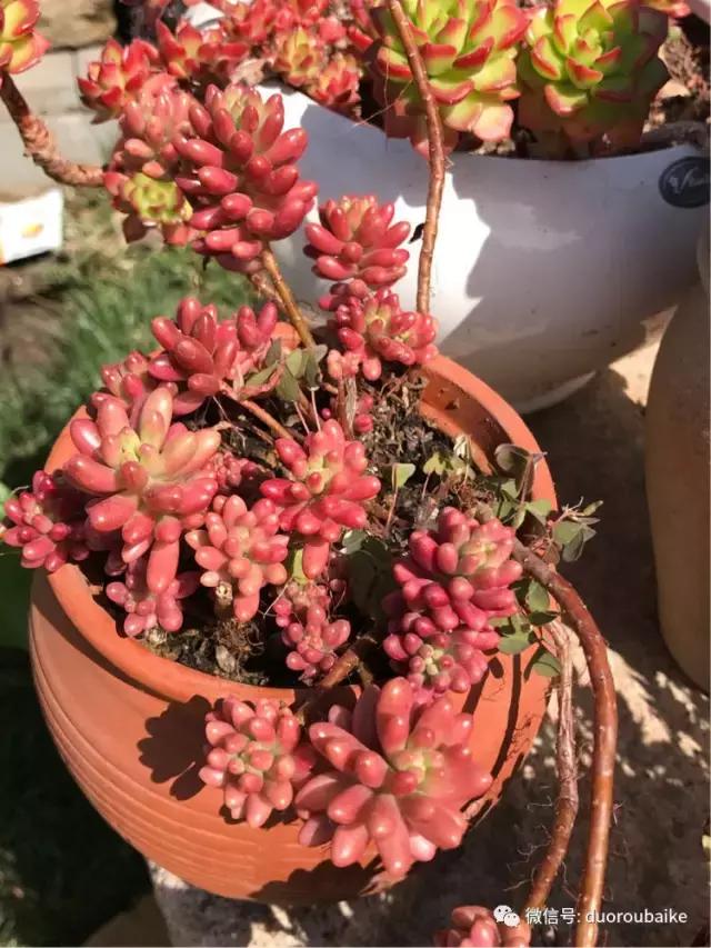 养了一年多的多肉没啥变化说说,养了几年的多肉快要全军覆没了