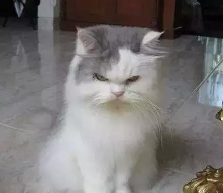 职场表情包朋友圈,职场表情包套装