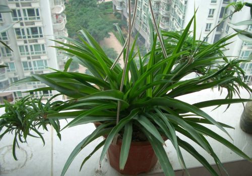 所有绿植都能够除甲醛吗为什么,绿植真的能除甲醛吗