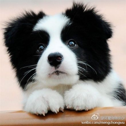 盘点全网最精的狗狗,全网狗狗大合集