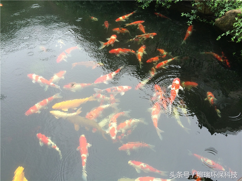 我宁愿化做池塘里的一尾锦鳞，不畏浮云，不惧声色，不问世俗！