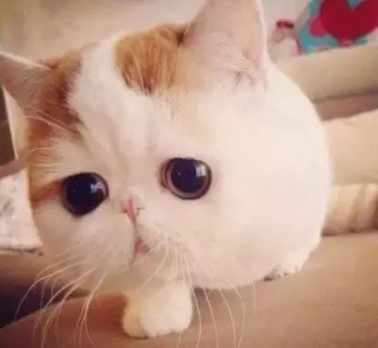 职场表情包朋友圈,职场表情包套装