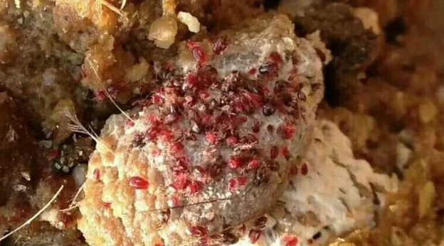 东东画眉鸟套,东东画眉鸟饲料