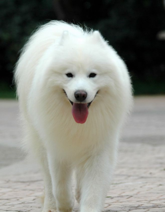 盘点全网最精的狗狗,全网狗狗大合集