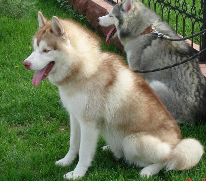 盘点全网最精的狗狗,全网狗狗大合集