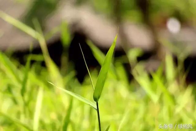 五一扬州瘦西湖风景区门票价格,2022年扬州瘦西湖门票多少钱