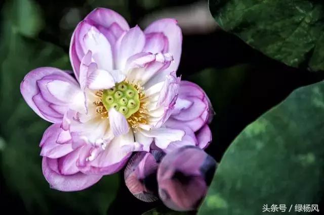 五一扬州瘦西湖风景区门票价格,2022年扬州瘦西湖门票多少钱