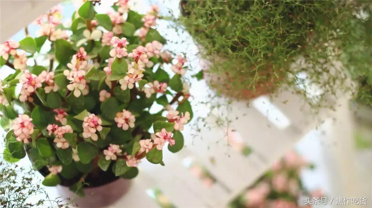 男朋友问我为什么这么美怎么回,男朋友问你怎么变美了