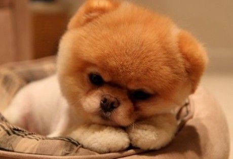 盘点全网最精的狗狗,全网狗狗大合集