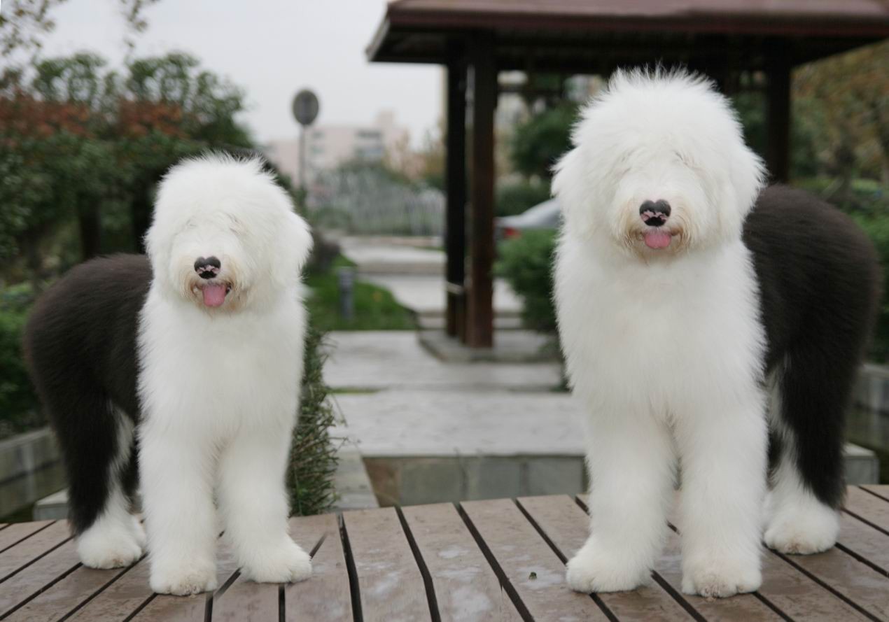 盘点全网最精的狗狗,全网狗狗大合集