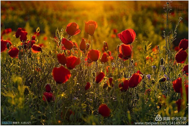 美丽*疆新**100张——美在雪山，美在草原，美在戈壁，美在心灵！