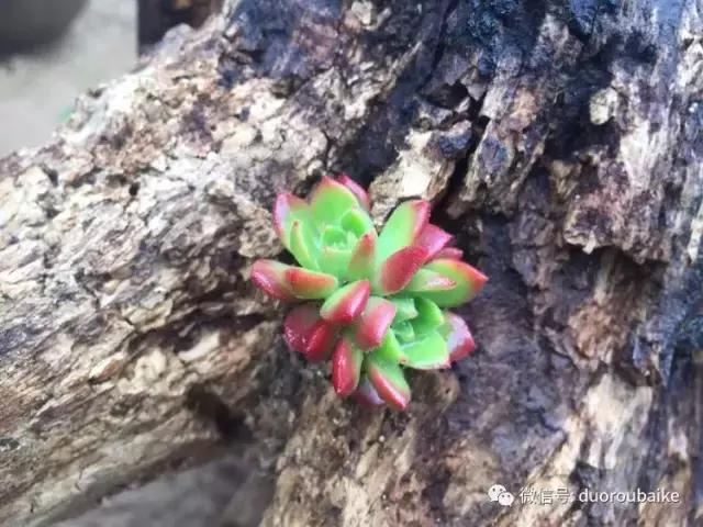 养了一年多的多肉没啥变化说说,养了几年的多肉快要全军覆没了