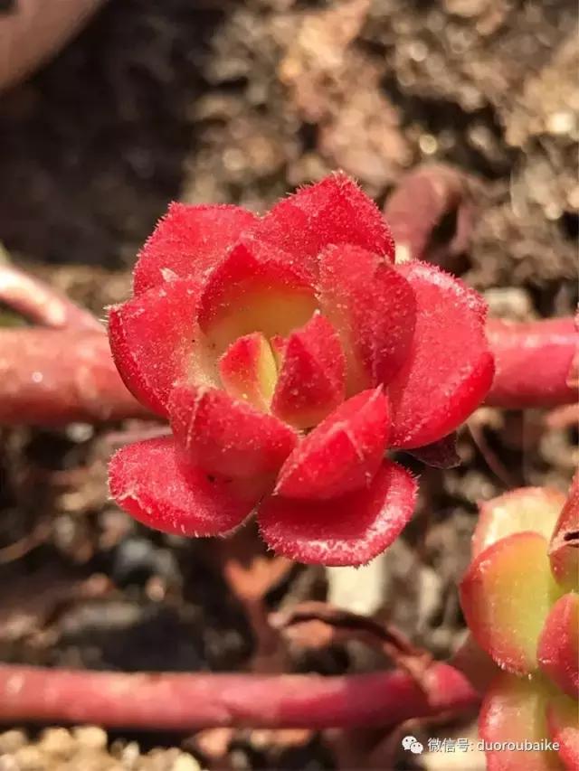 养了一年多的多肉没啥变化说说,养了几年的多肉快要全军覆没了