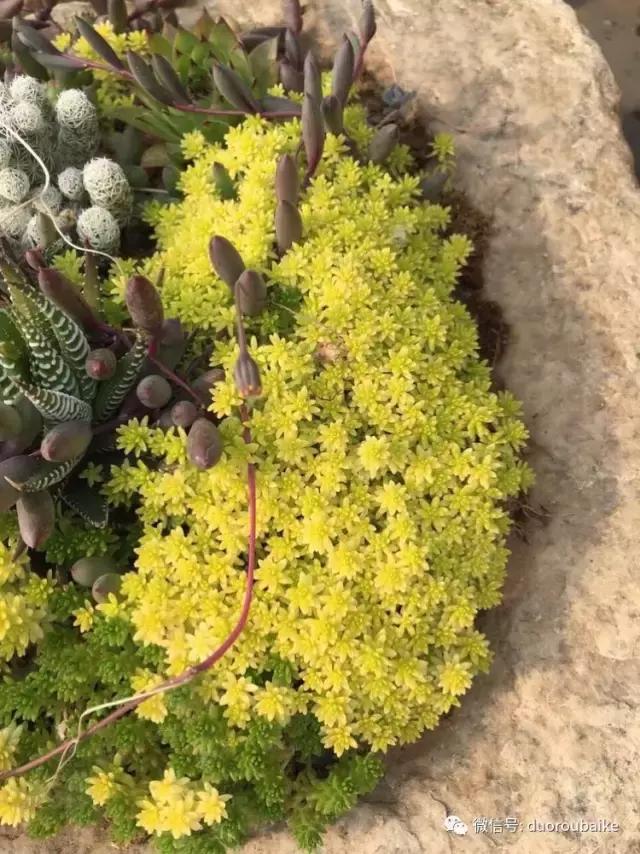 养了一年多的多肉没啥变化说说,养了几年的多肉快要全军覆没了