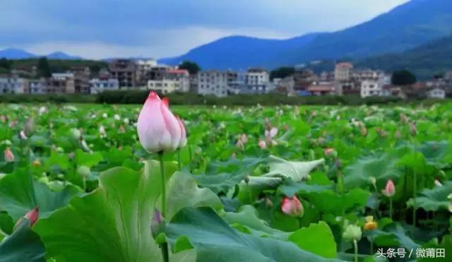 我是莆田的原视频,莆田头条最近