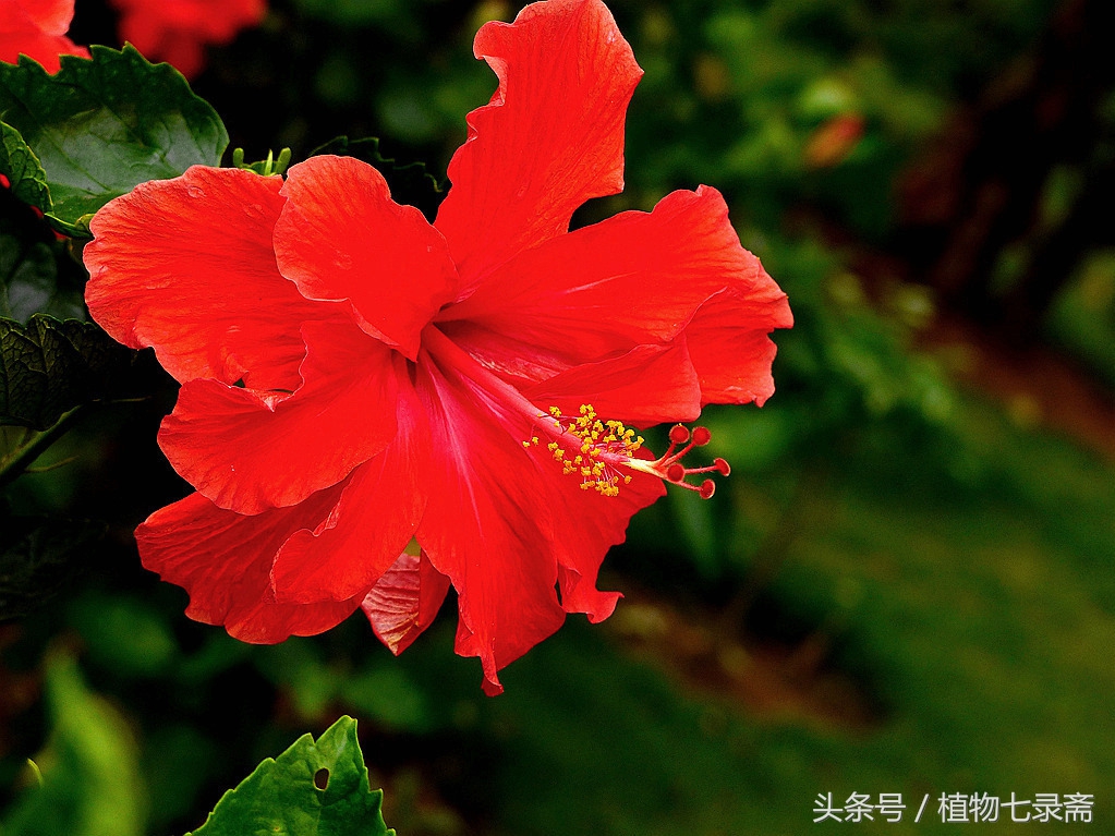 初春如何养好花卉盆栽图片,居家如何养好花卉植物盆栽