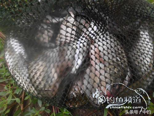 野河深秋降温后钓鲫鱼,冬钓鲫阴雨天怎样钓