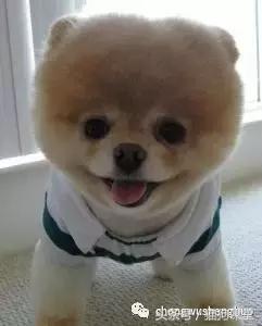 犬种介绍柯基,犬种大全