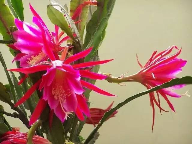 令箭荷花怎么养才能长得粗壮,令箭荷花怎样养才能长得茂盛