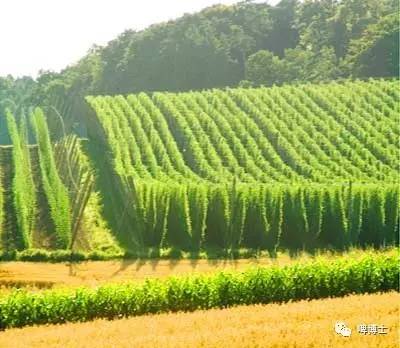 英式ipa和美式ipa的区别,英国ipa和美国ipa的区别