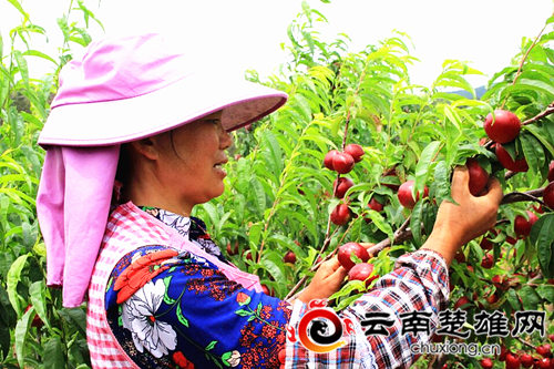 牟定安乐乡的山坡上有片“红果果”