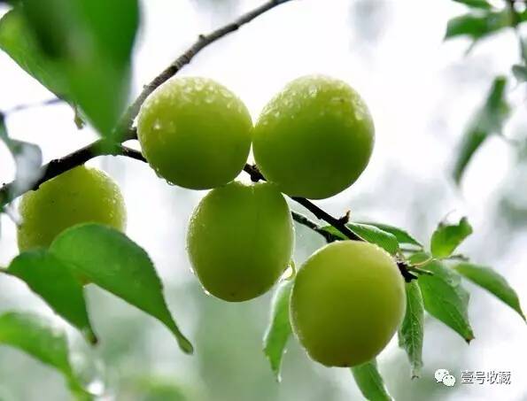 「健康」夏日凉果之王：一颗胜万药，排毒安神抗衰老！