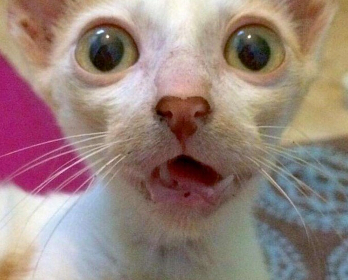 流浪小猫出车祸后，下巴严重脱臼变小怪物，直到好心人收养后！