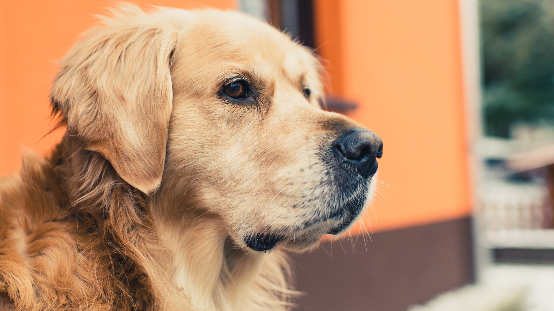 名字奇怪的宠物,好听又奇怪的狗狗名字